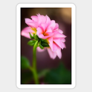 Pink Dahlia Sticker